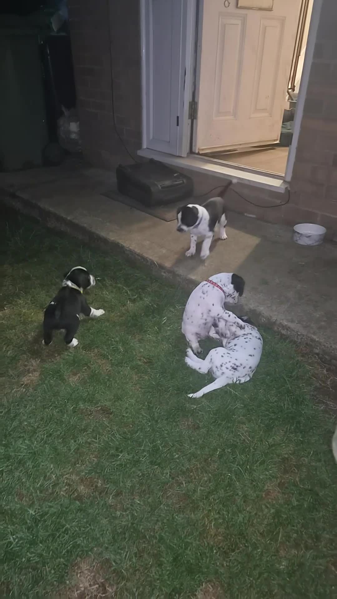Mixed Breed dogs for sale: READY NOW 2 boys Sprollie x Dalmatian pups - Video 2