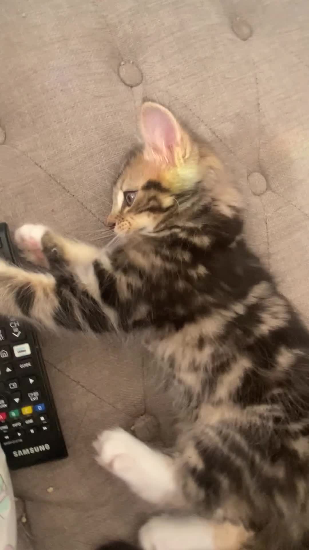 Mixed Breed cats for sale: Adorable kittens looking for their forever home 🐾 - Video 1