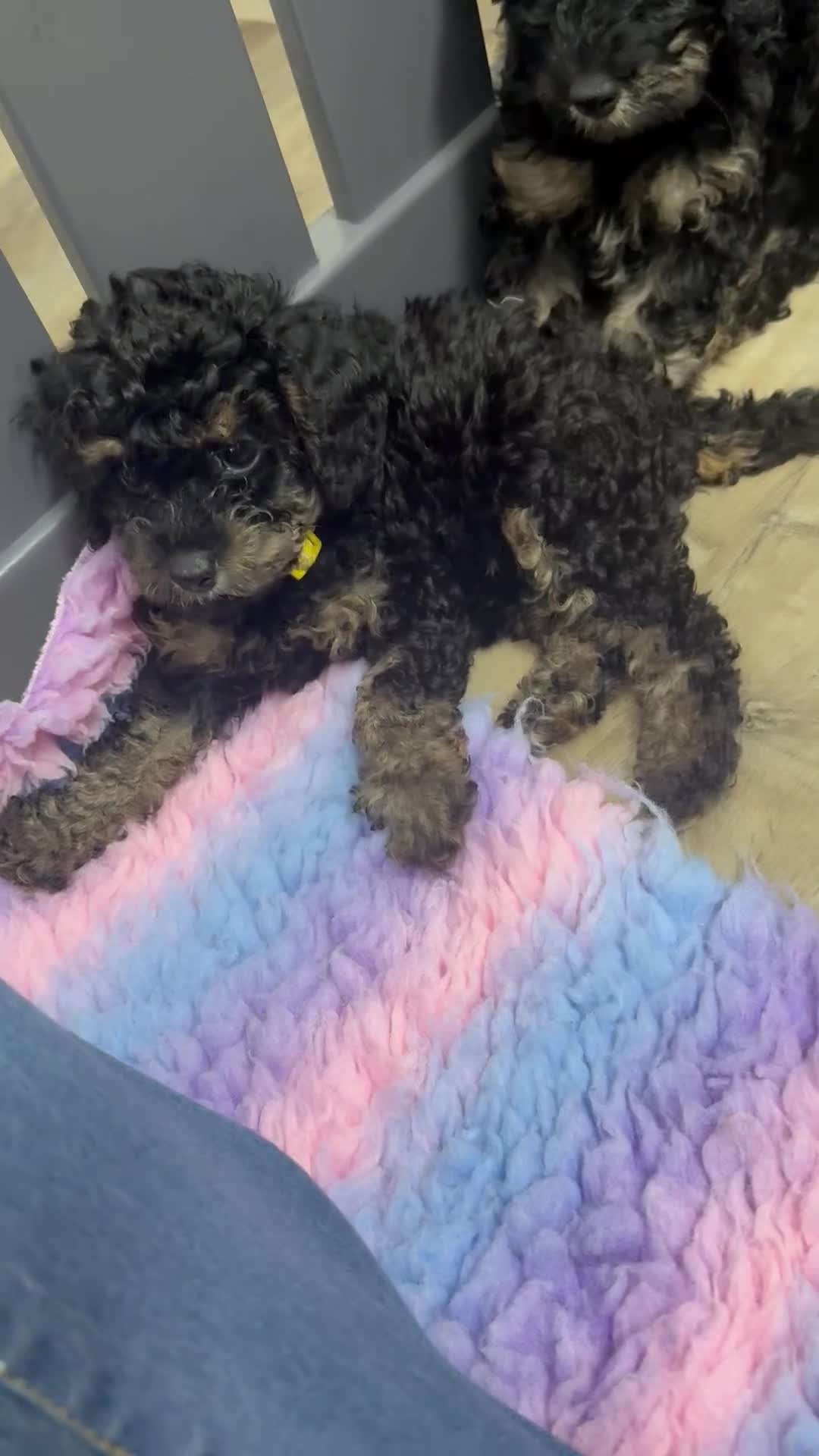 Cavapoo dogs for sale: READY NOW! Adorable Phantom F1b Cavapoo puppies  - Video 2