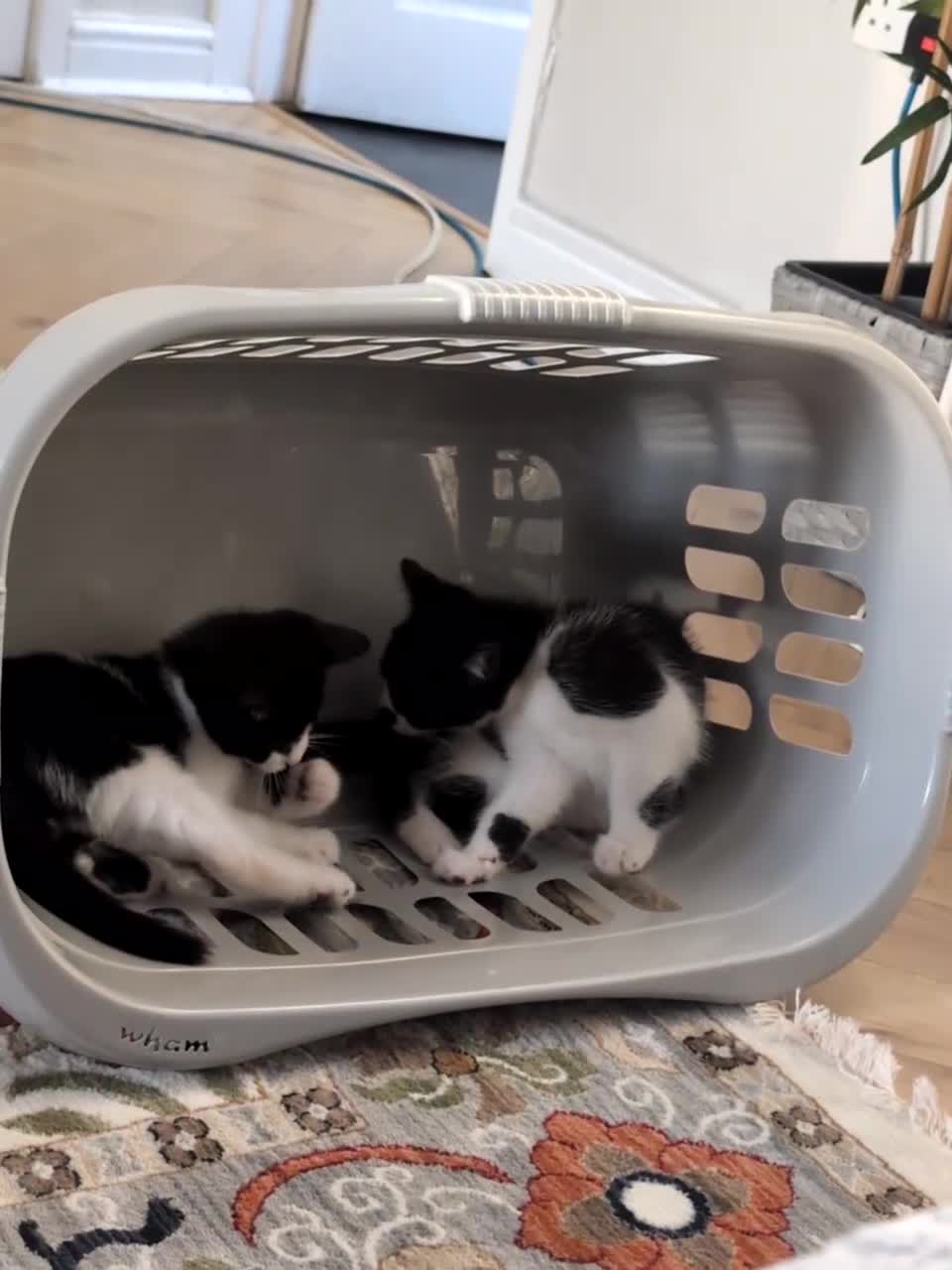 Mixed Breed cats for sale: 2 males kittens for sale in Caerphilly - Video 1