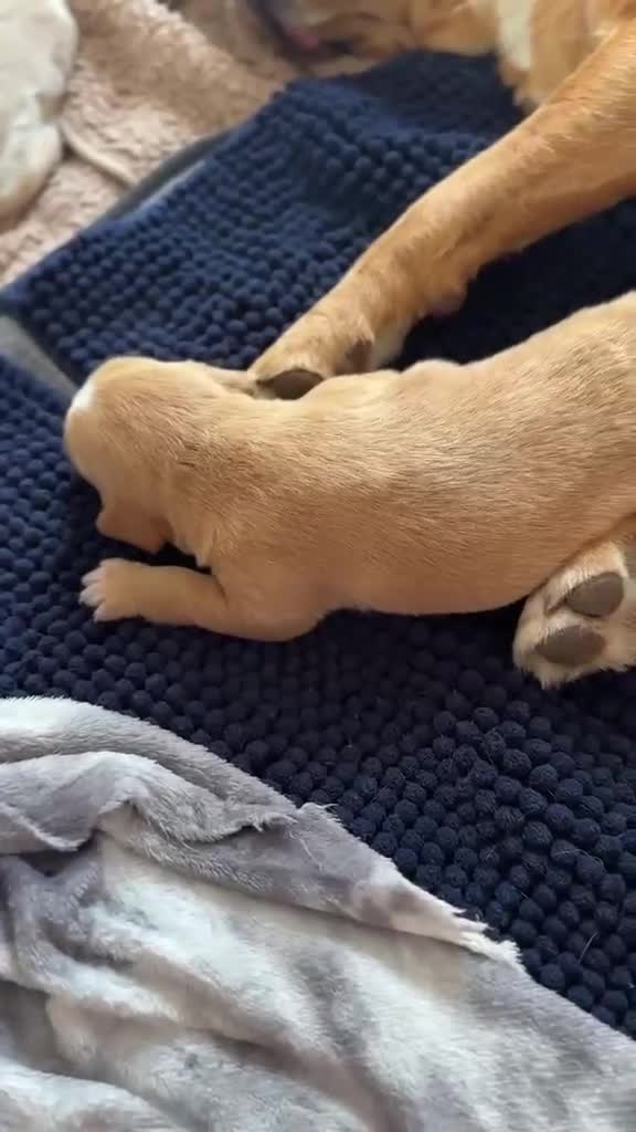 Mixed Breed dogs for sale: Beagle/Red Fox Lab x Red Fox Lab pups - Video 1