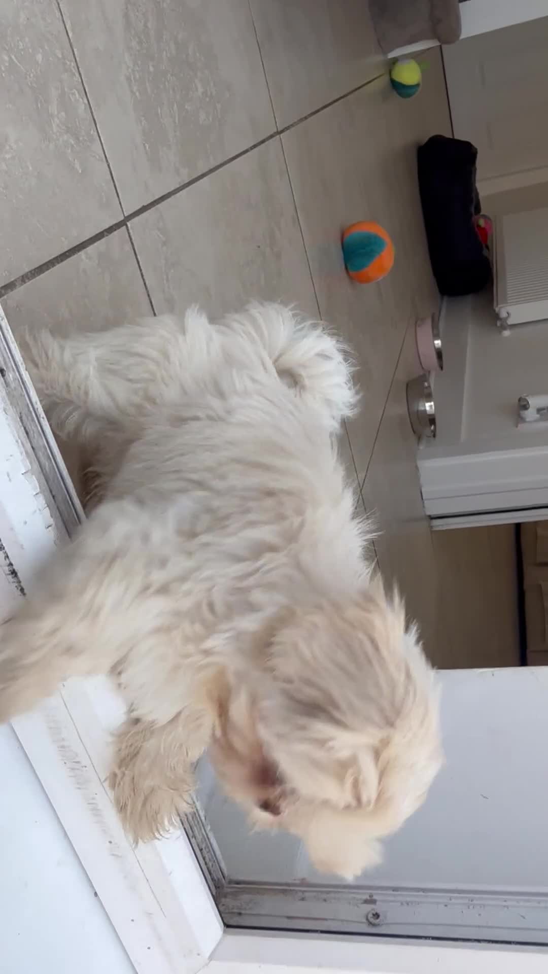 Shih Tzu dogs for sale: Imperial shih tzu puppies  - Video 1