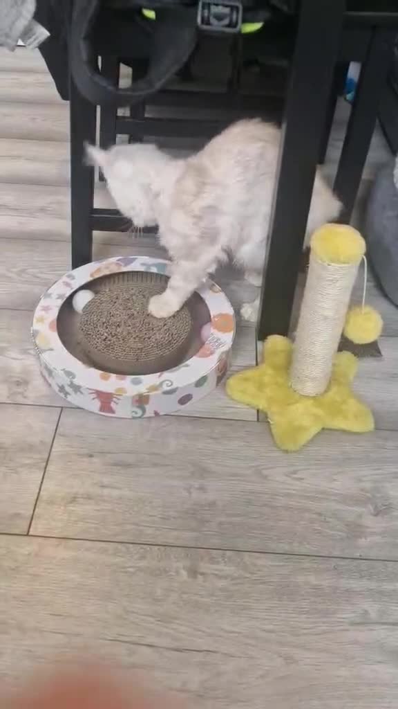 Maine Coon cats for sale: Maine coon urgent rehome - Video 1