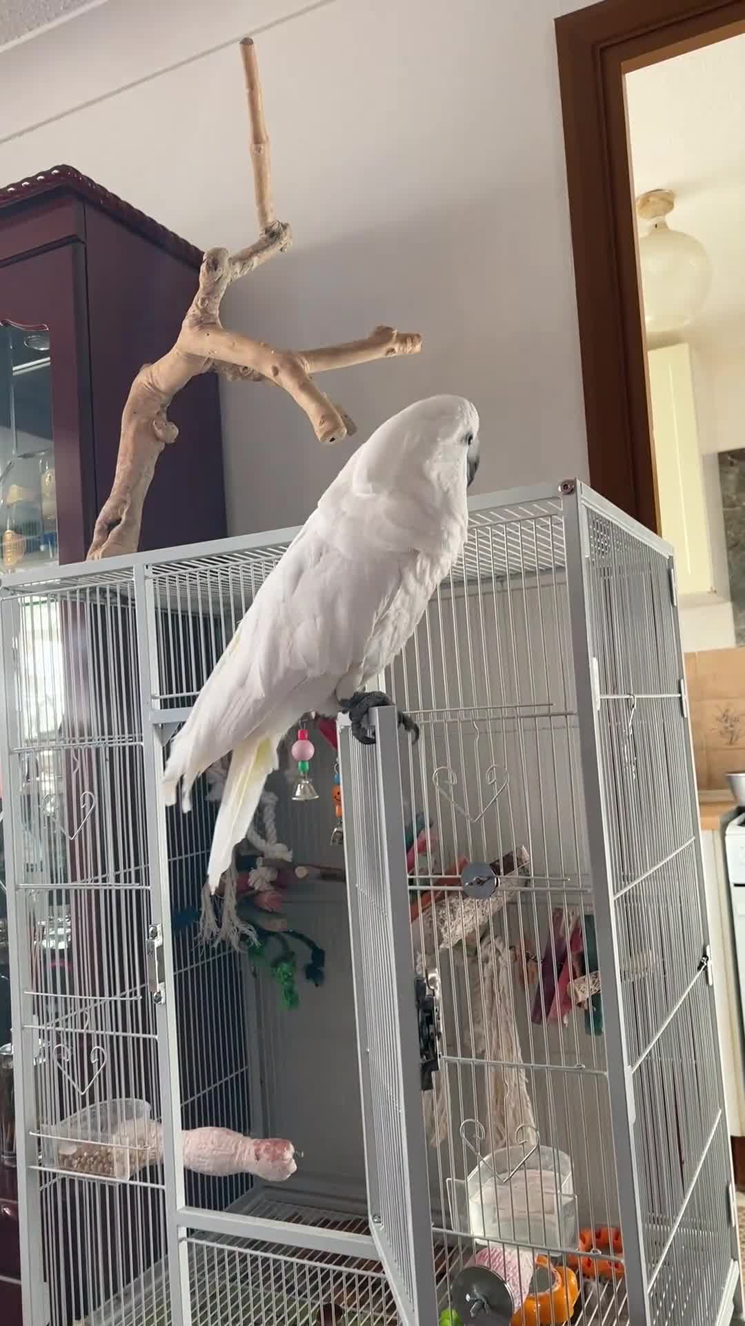 Cockatoo birds for sale: Name - Baby - Video 2