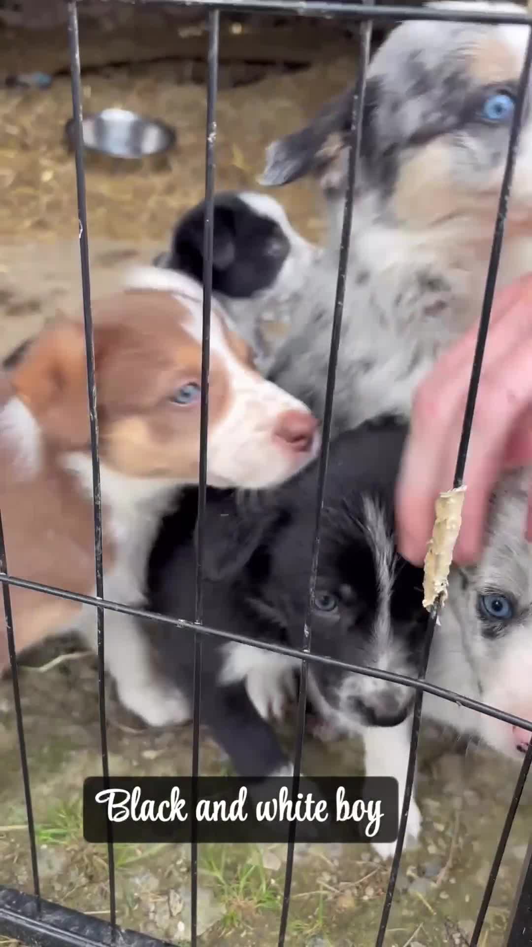 Border Collie dogs for sale: Gorgeous collie pups available! - Video 2