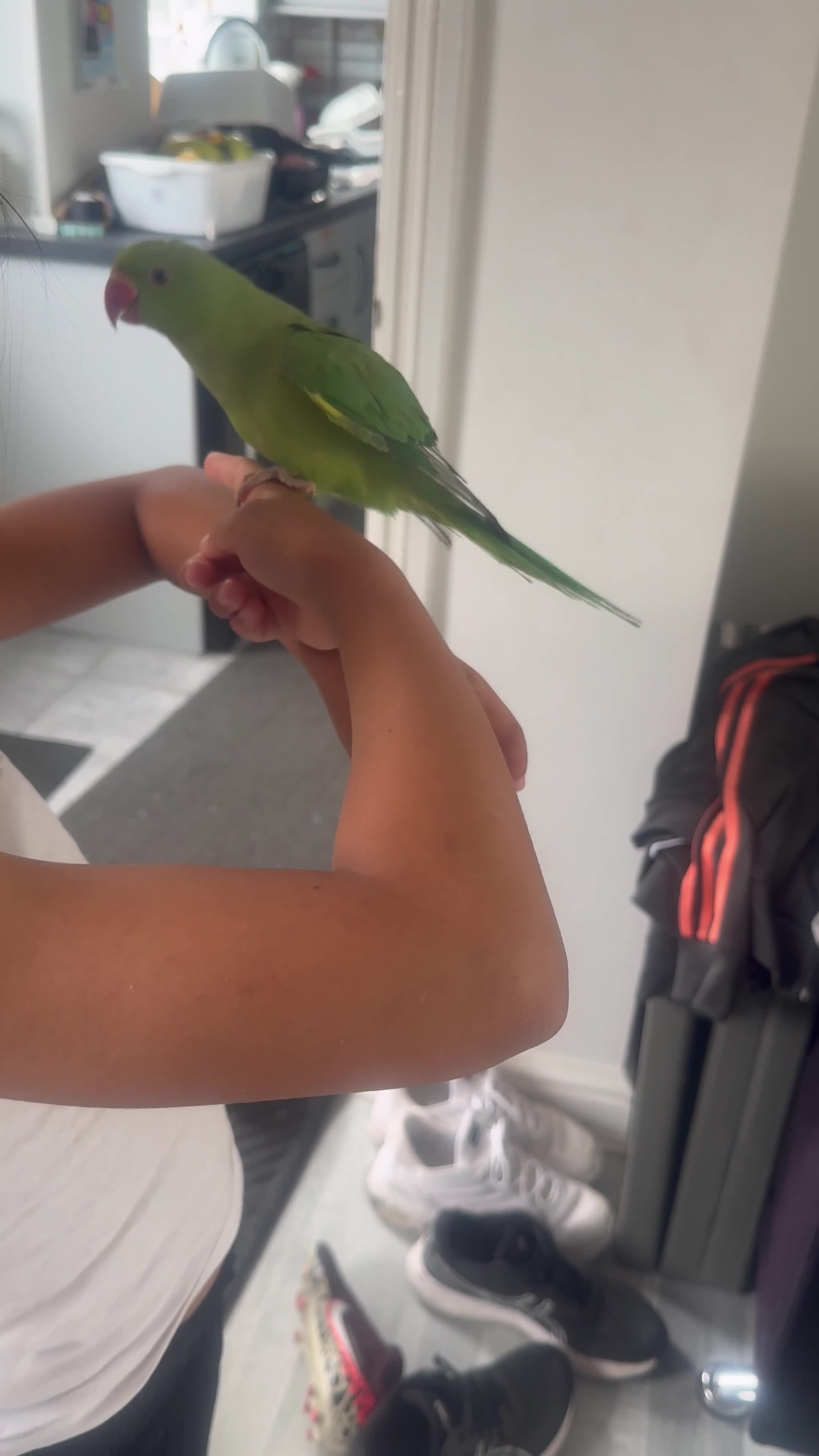 Ringnecks birds for sale: Hand reared Indian Ringneck’s  - Video 2