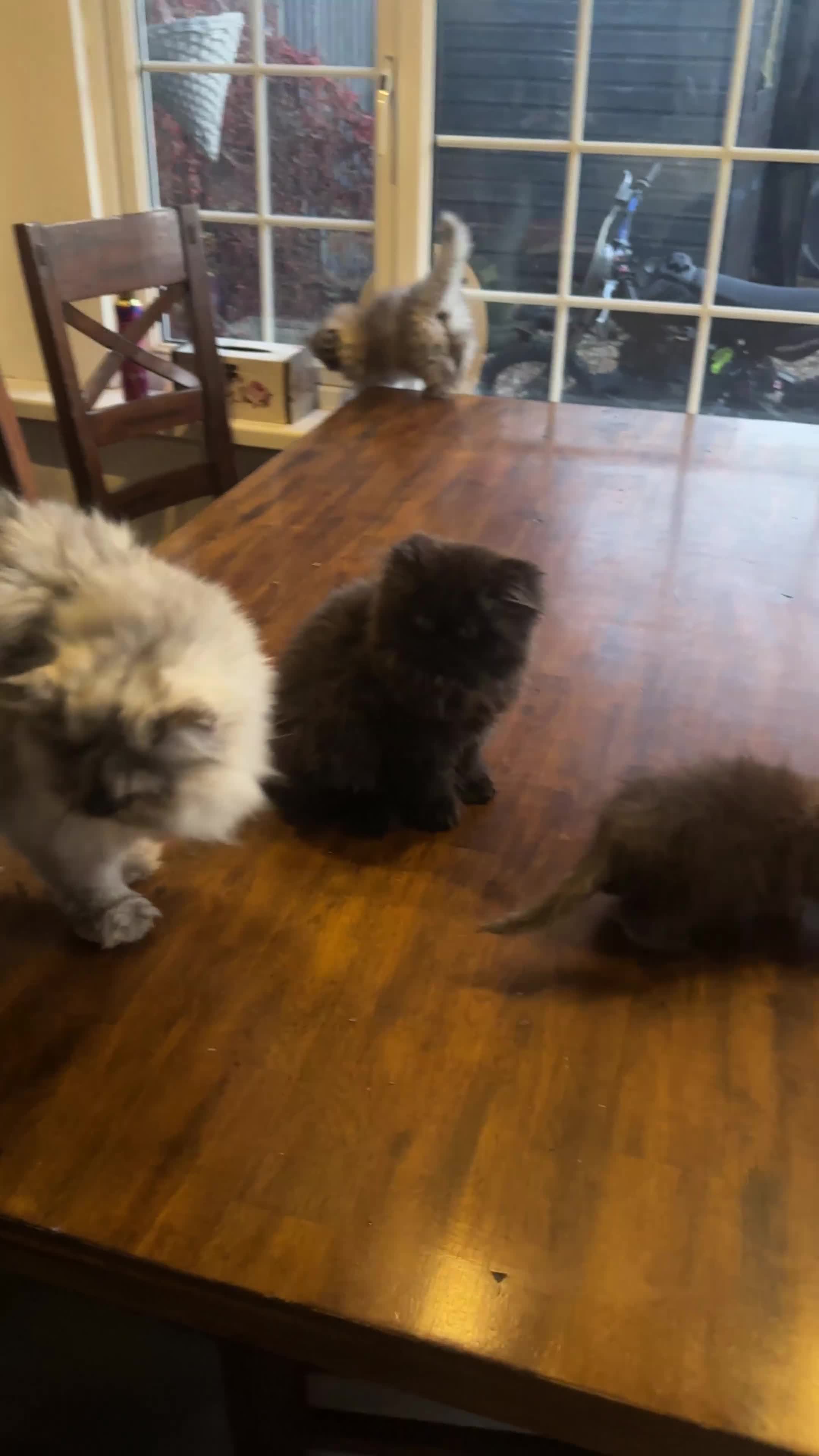 Persian cats for sale: Persian cats for sale - Video 1