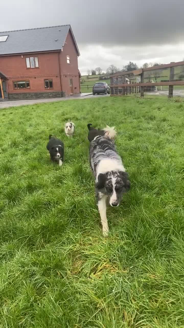 Mixed Breed dogs for sale: Blue/ black and white puppies for sale  - Video 1