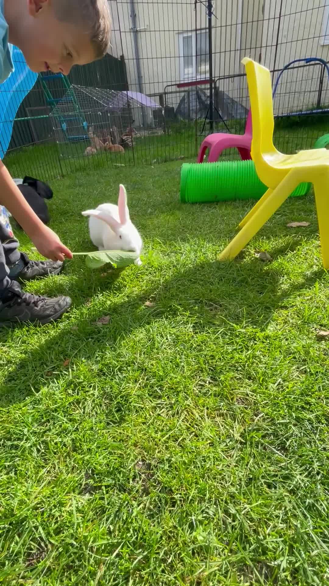 Continental Giant rabbits for sale: 2 male continental giants left - Video 1