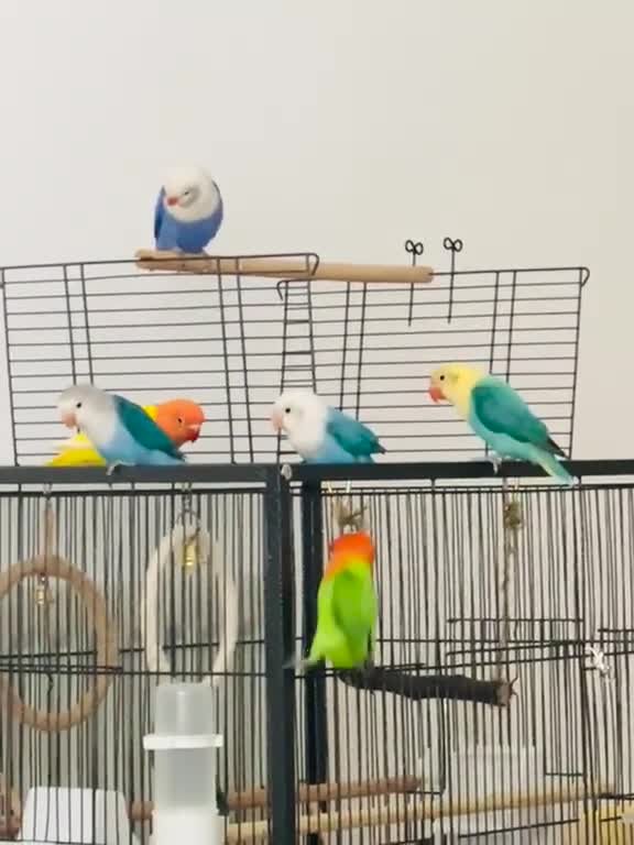 Lovebirds birds for sale: Lovebirds - Video 1