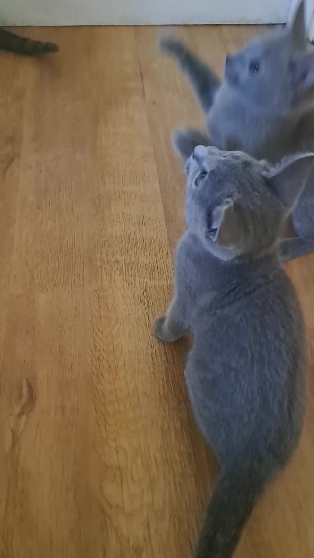 Russian Blue cats for sale: TICA Russian Blue Kittens Pedigree - Video 1