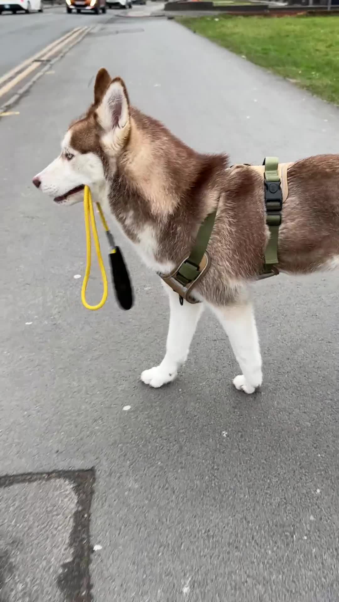 Siberian Husky dogs for sale: Perfect Well-Trained Husky Boy🐕Best Family Friend - Video 1