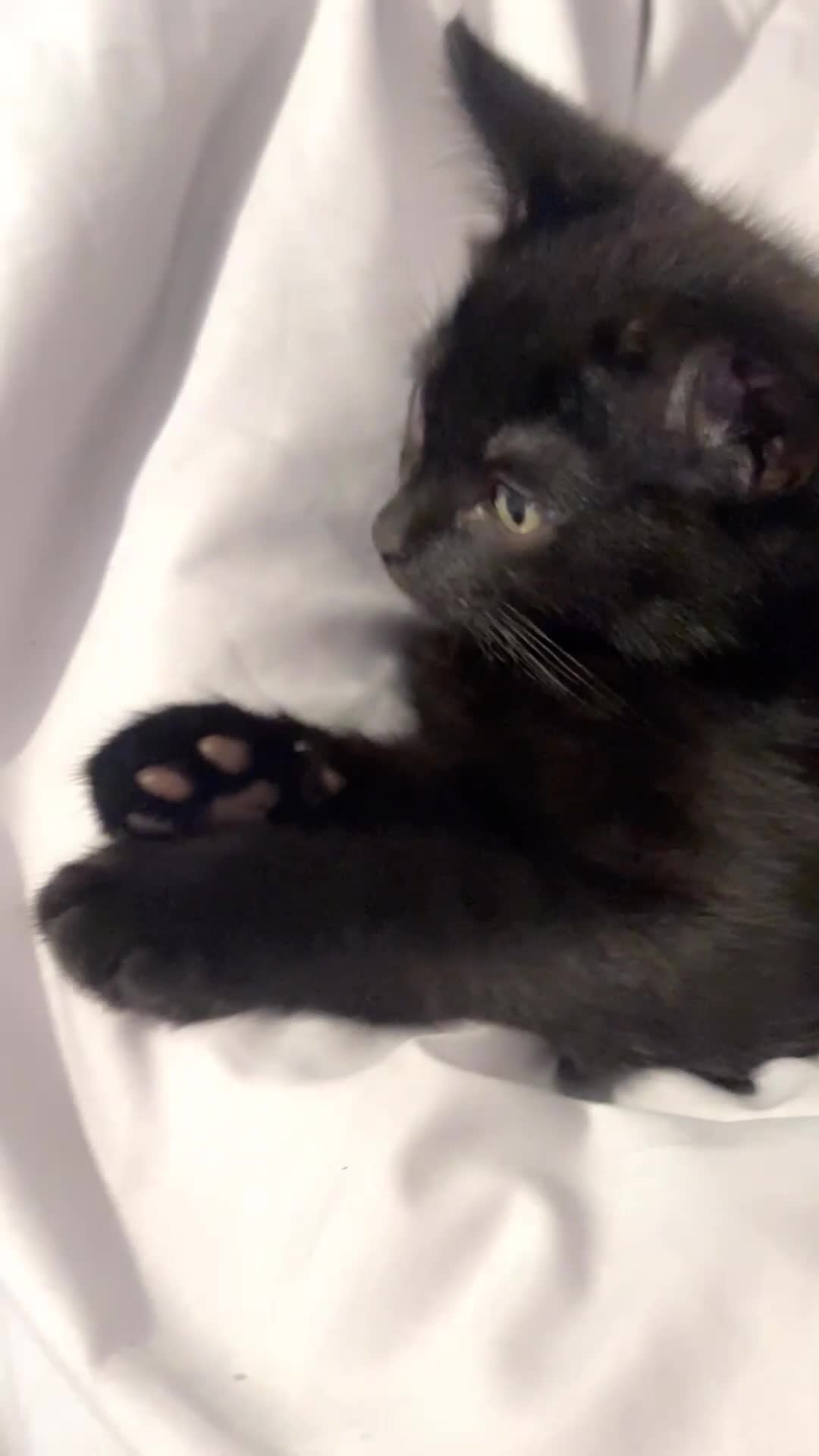 Mixed Breed cats for sale: kittens for sale  in Blackburn - Video 1