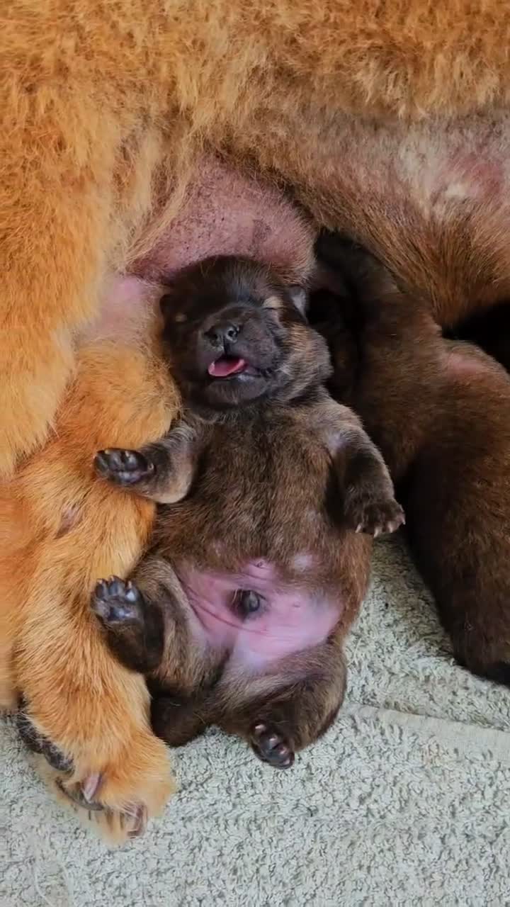 Chow Chow dogs for sale: International Champion bloodline litter  - Video 2