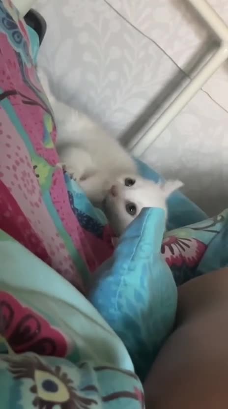 Mixed Breed cats for sale: Male kittens need new homes  - Video 1