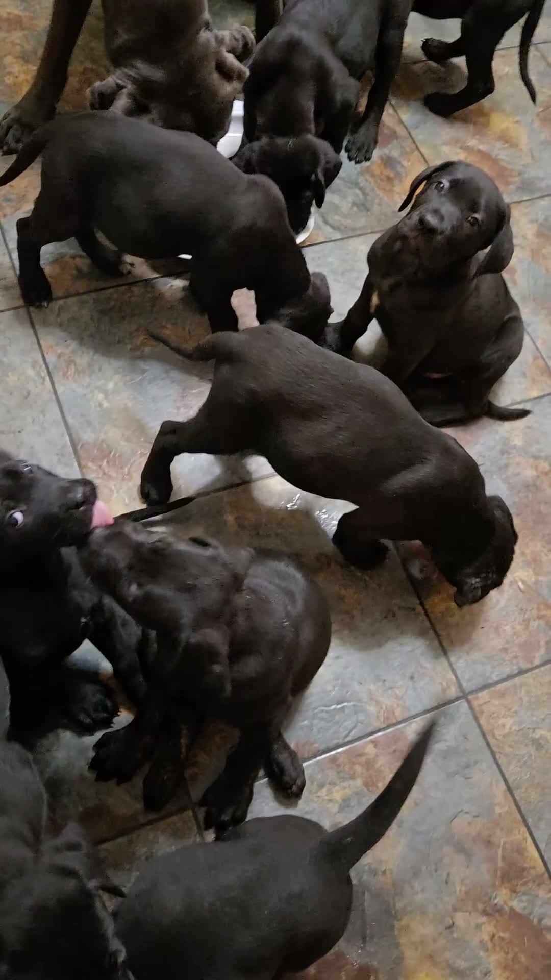 Mixed Breed dogs for sale: Labrador X Cane Corso Puppies READY NOW - Video 1