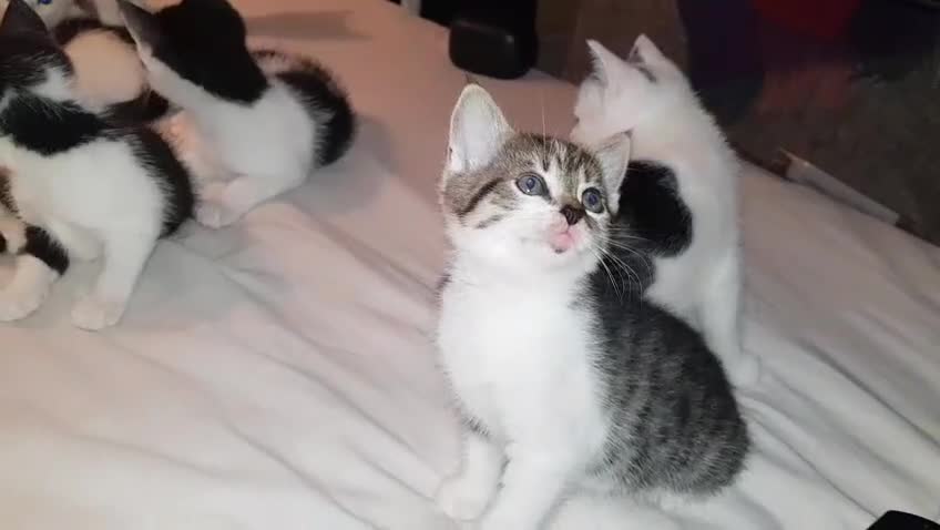 Mixed Breed cats for sale: Beautiful mixed breed kittens - Video 2