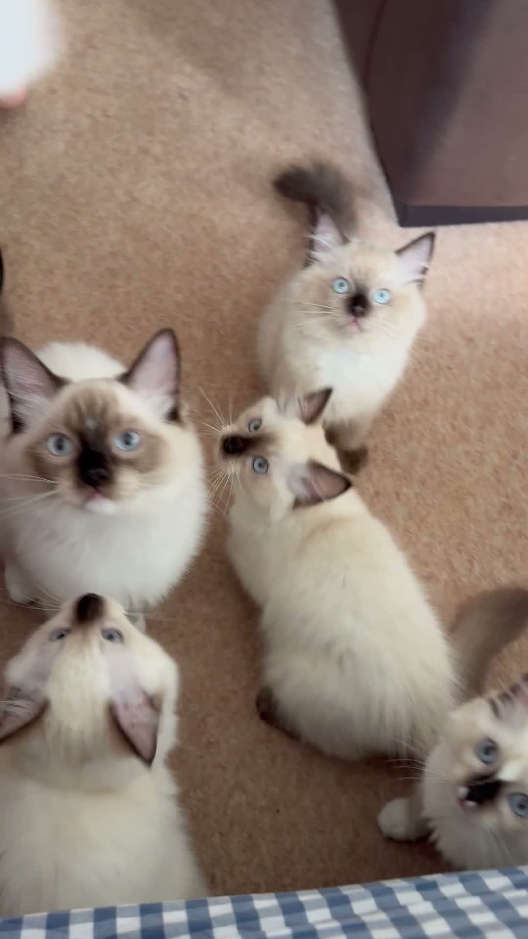 Ragdoll cats for sale: Stunning ragdolls kitten 🥰 - Video 5