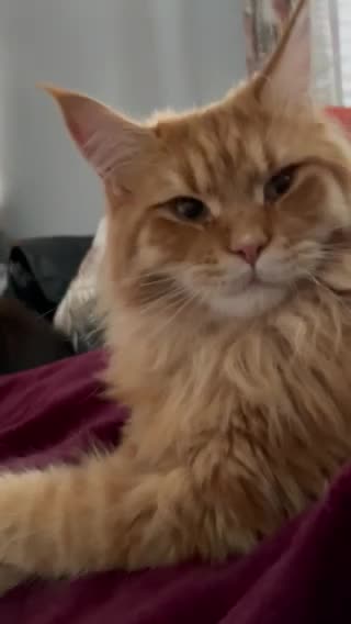 Maine Coon cats for stud: Maine coon available stud duties only xxl in Rochdale - Video 1