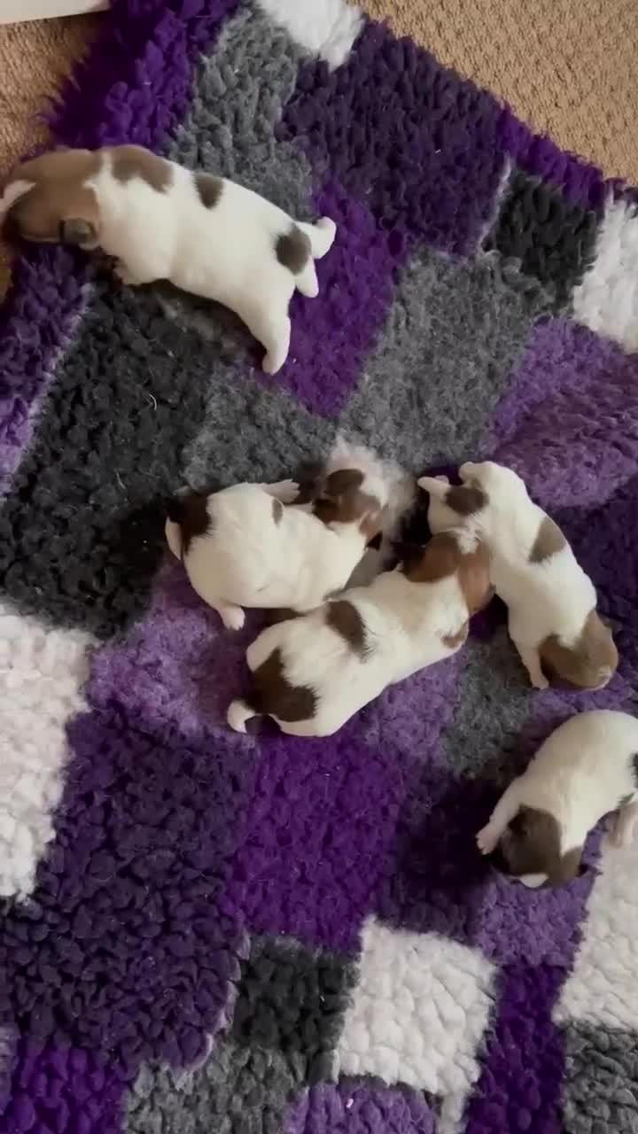 Jack Russell dogs for sale: Pedigree Jack Russell Terriers - Video 1