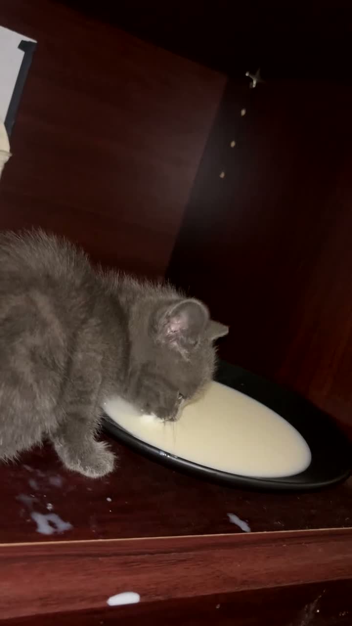 British Shorthair cats for sale: Beautiful 2-Month-Old Grey Kitten in Hull - Video 1