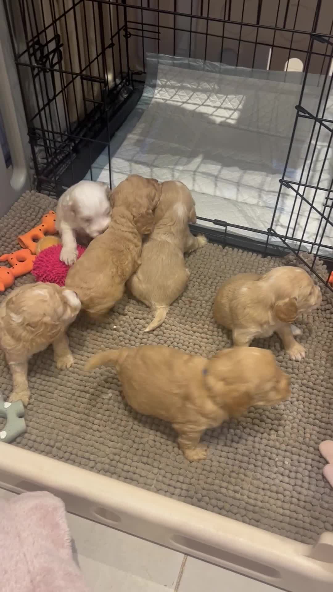 Mixed Breed dogs for sale: BEAUTIFUL PUPPIES - Cockapoo x Sproodle  - Video 1