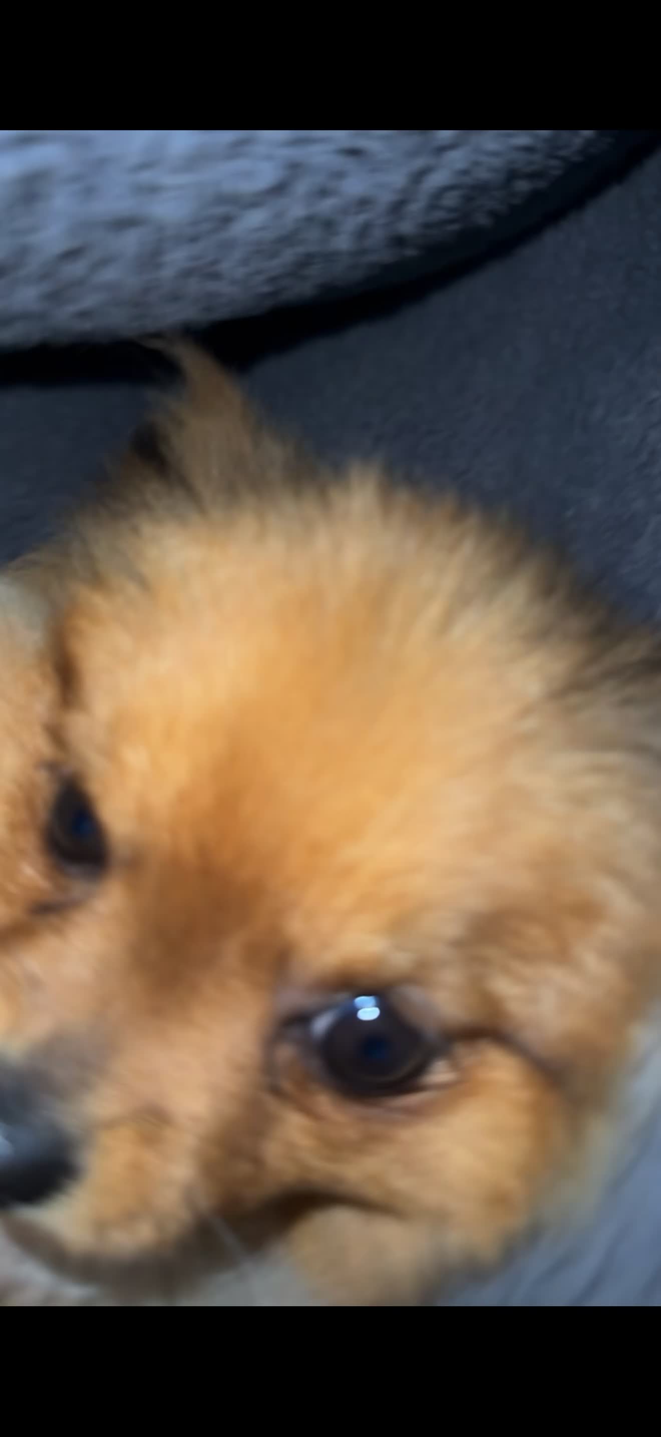 Pomeranian dogs for sale: Beautiful Pomerian girl 7 months old - Video 1