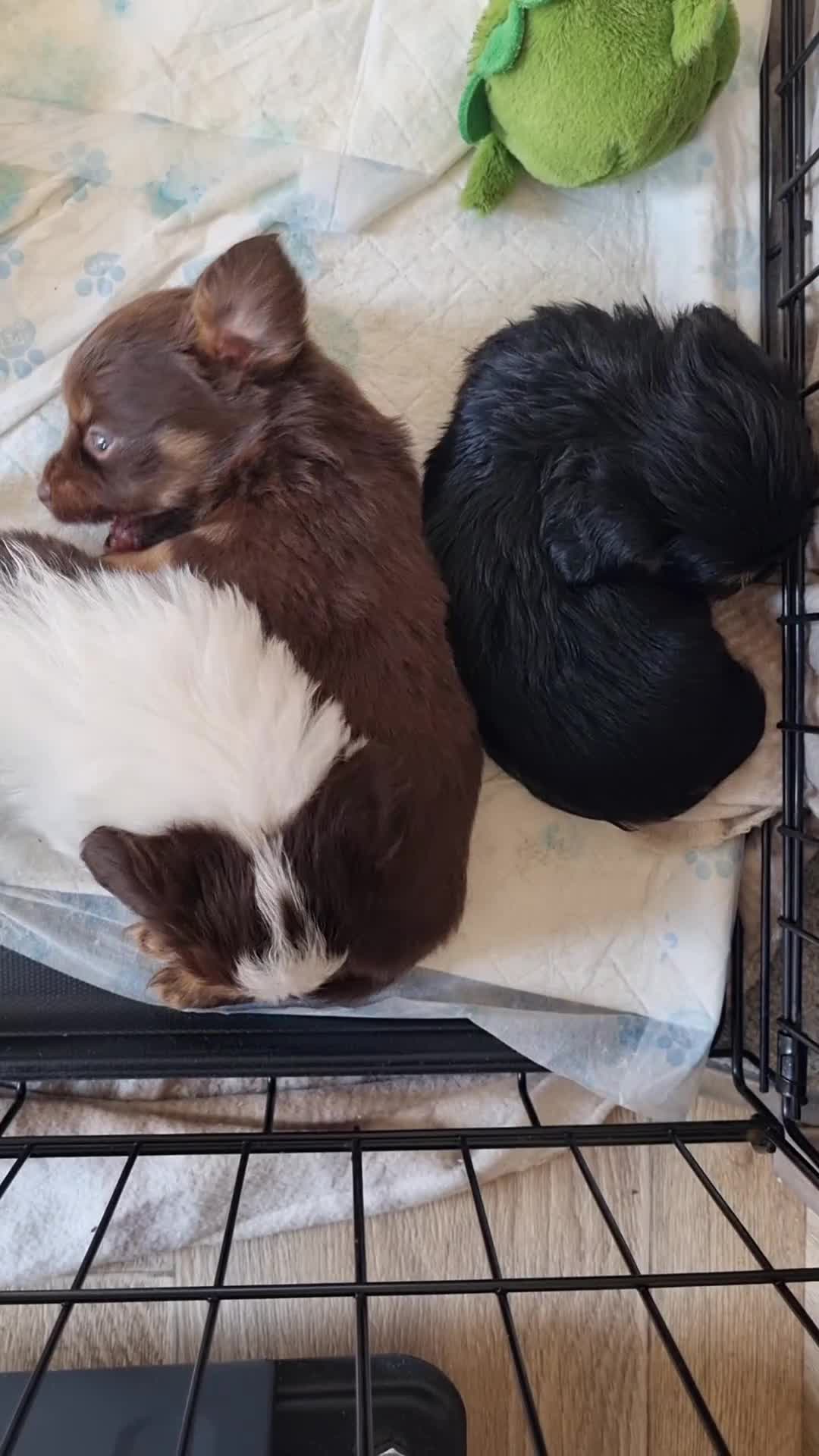 Mixed Breed dogs for sale: Miniature Daschund x Pomeranian - Video 1