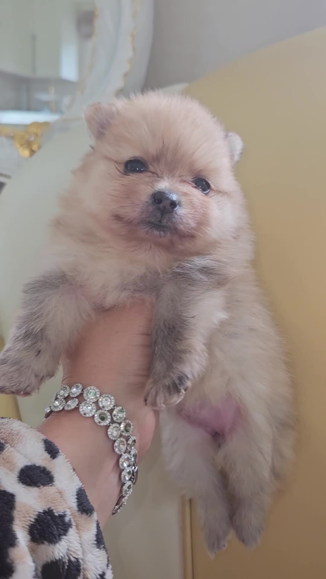 Pomeranian dogs for sale: Russian pomeranian  - Video 4
