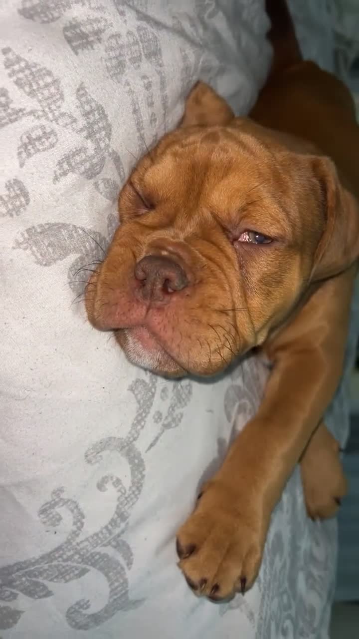Mixed Breed dogs for sale: OLDE STAFF ENGLISH BULLDOGGE - Video 2