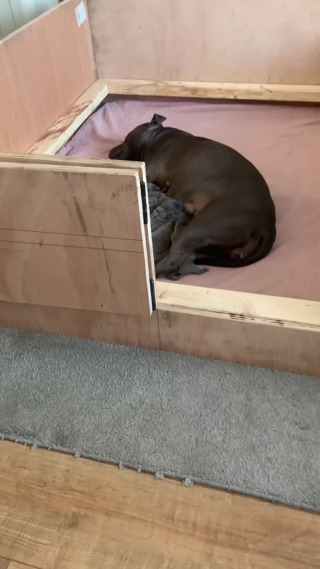 Staffordshire Bull Terrier dogs for sale: Litter of 6 Blue Staffordshire Bull Terriers - Video 1