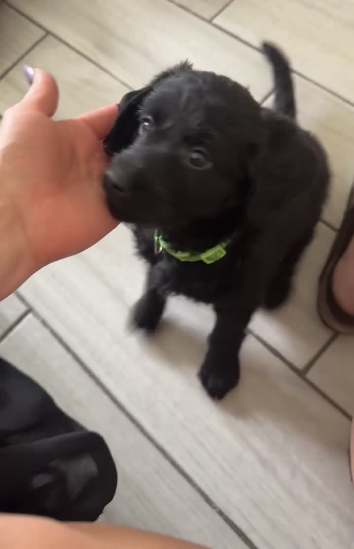 Labradoodle dogs for sale: Labradoodles  - Video 2