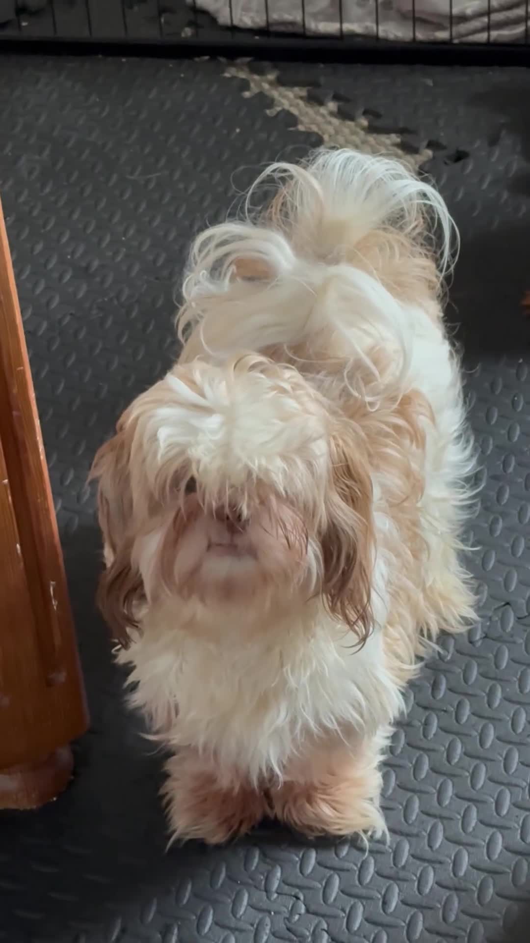 Shih Tzu dogs for sale: Male shih tzu  - Video 1