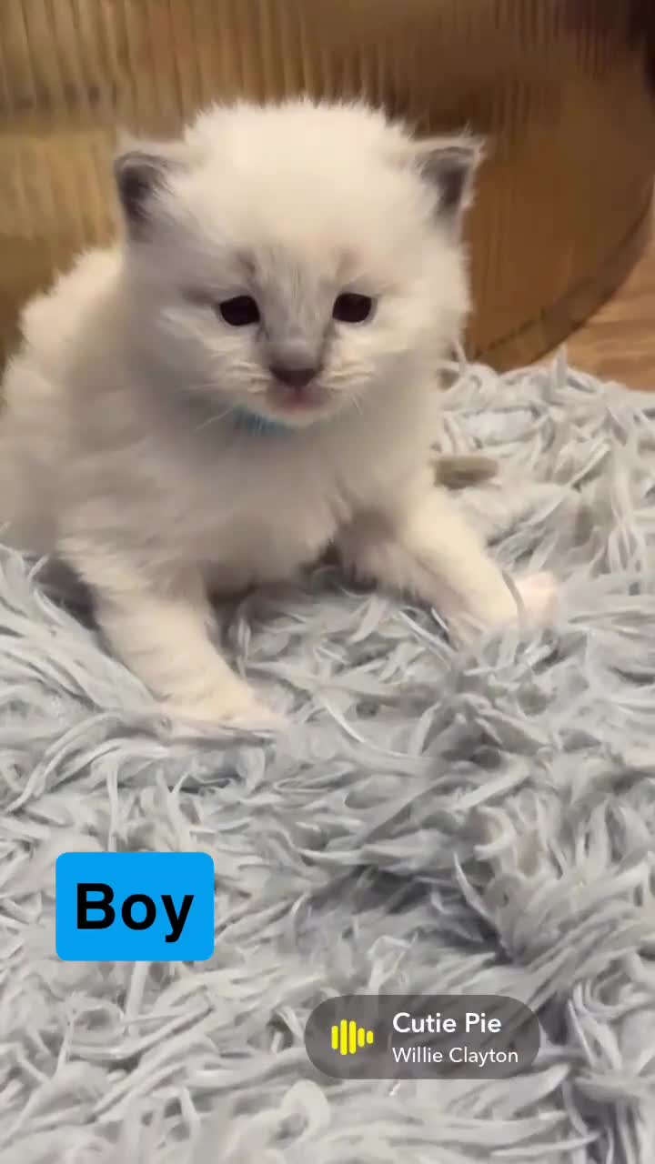 Ragdoll cats for sale: Beautiful Purebred Pedigree Blue Ragdoll Kittens - Video 1