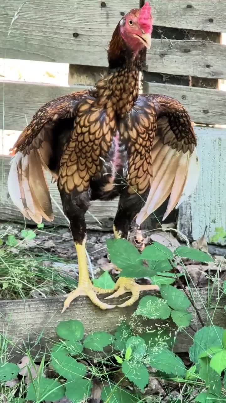 Chickens poultry for sale: Aseel Pair for Sale  - Video 1