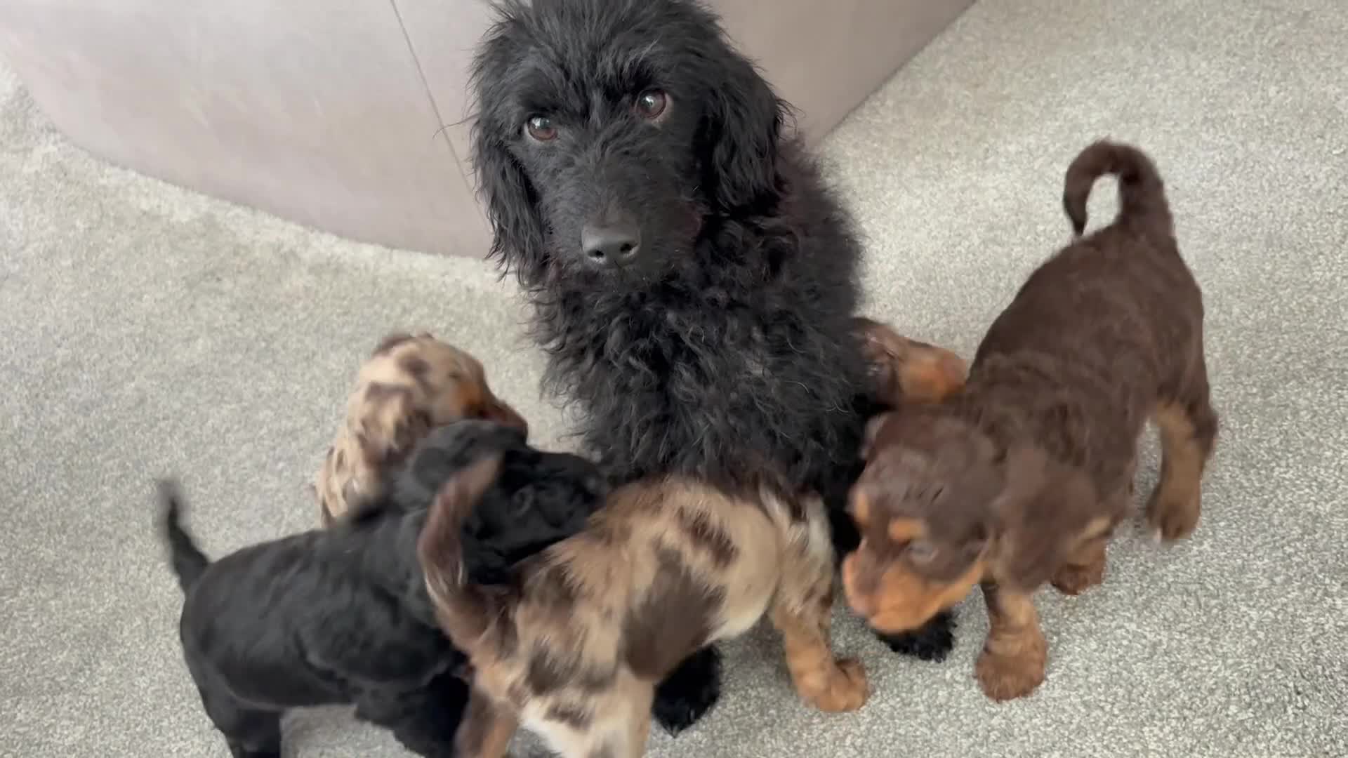 Mixed Breed dogs for sale: Merle Cocker cross jackapoo puppies - Video 1