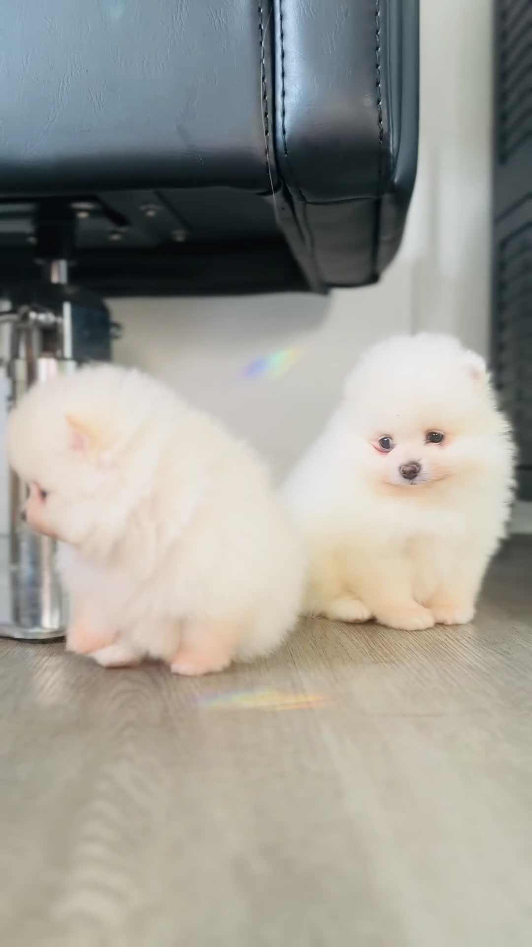 Pomeranian dogs for sale: KC white pomeranian pups ready now !  - Video 1