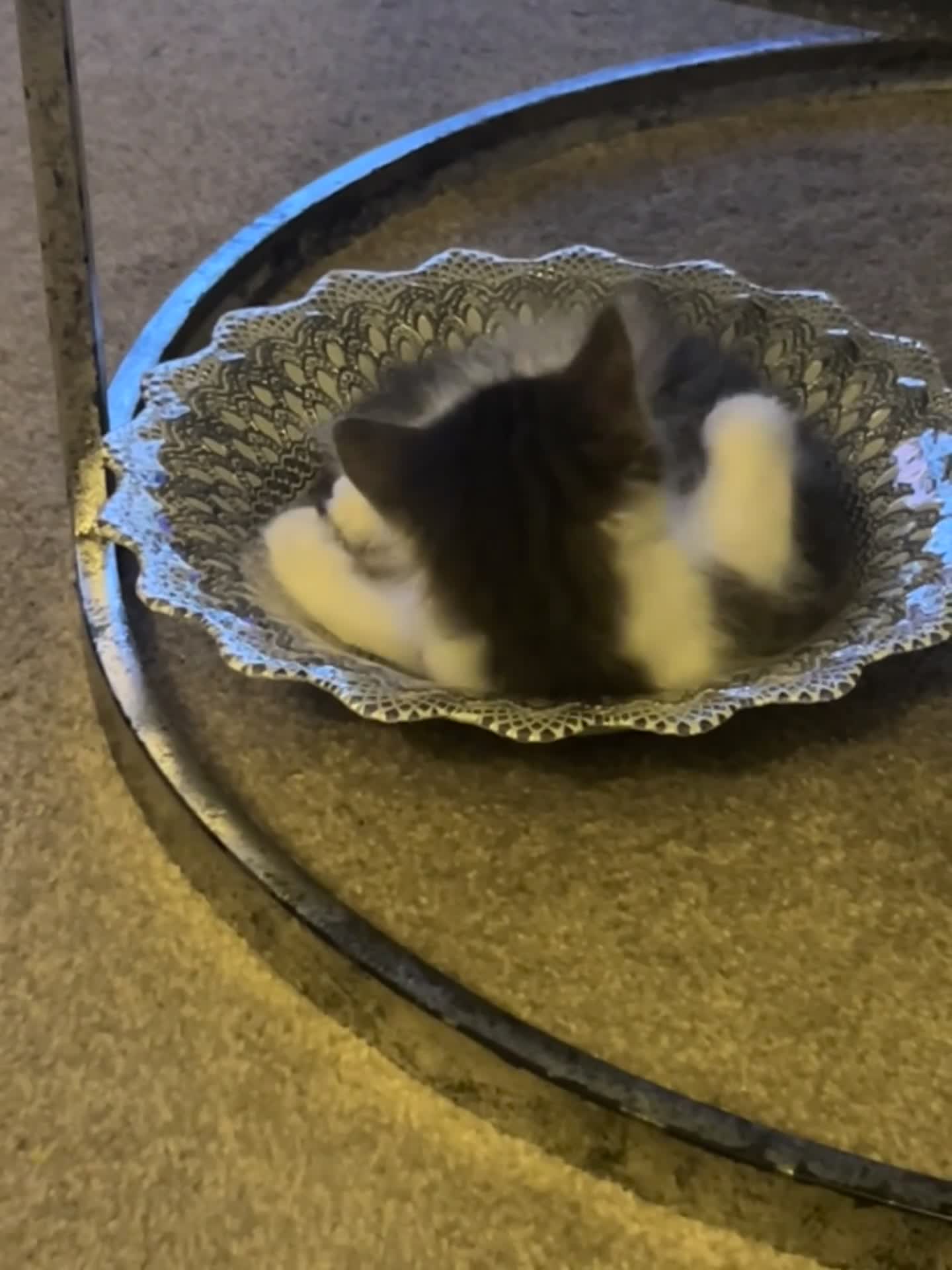 Ragdoll cats for sale: Two Male grey and white Rag-dolls  - Video 1