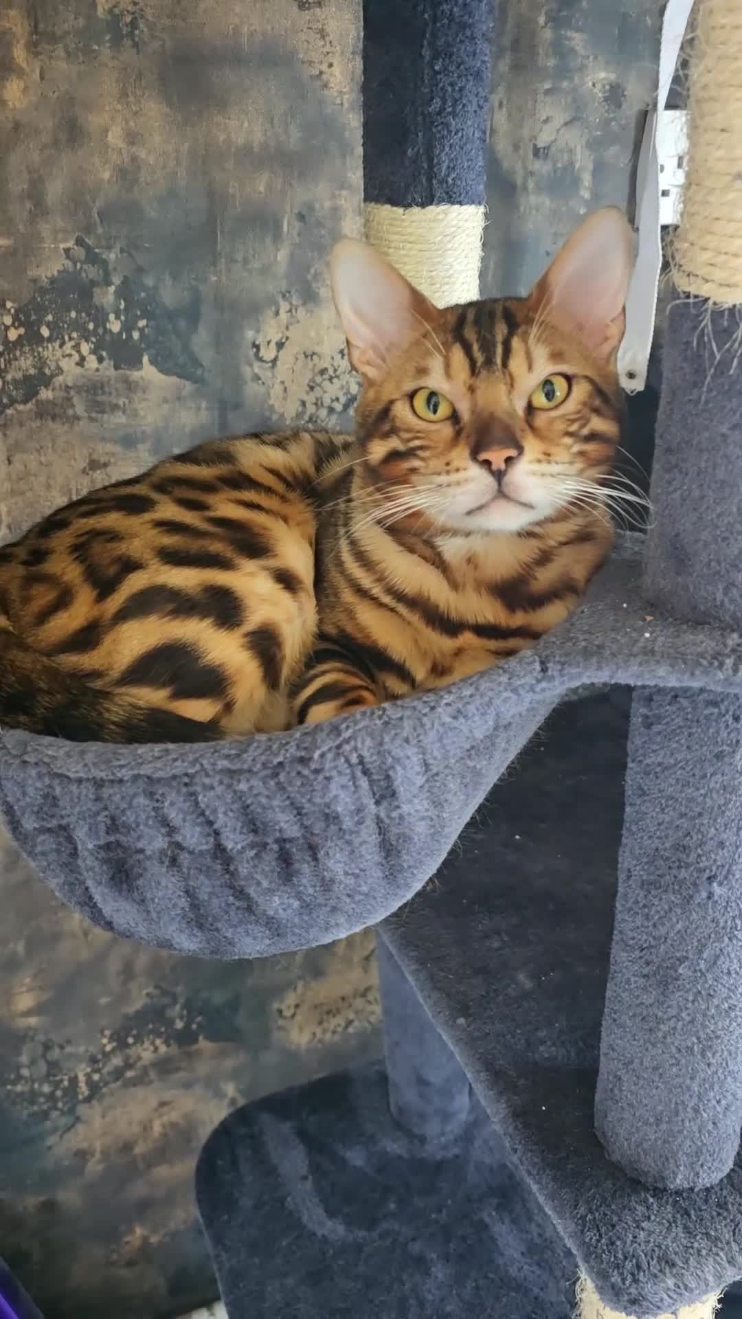 Bengal cats for sale: Pure bengal boy  - Video 1