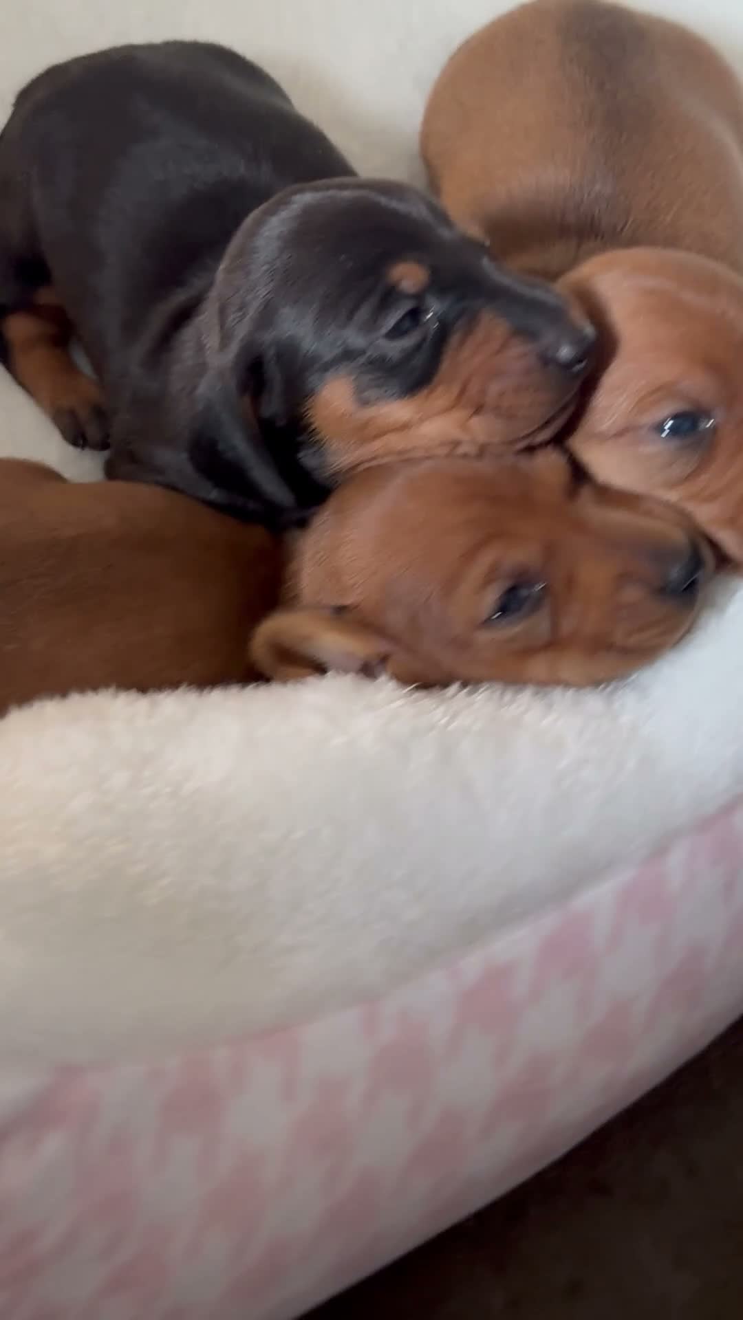 Miniature Dachshund dogs for sale: KC Registered Red Miniature Smooth dachshund pups - Video 1