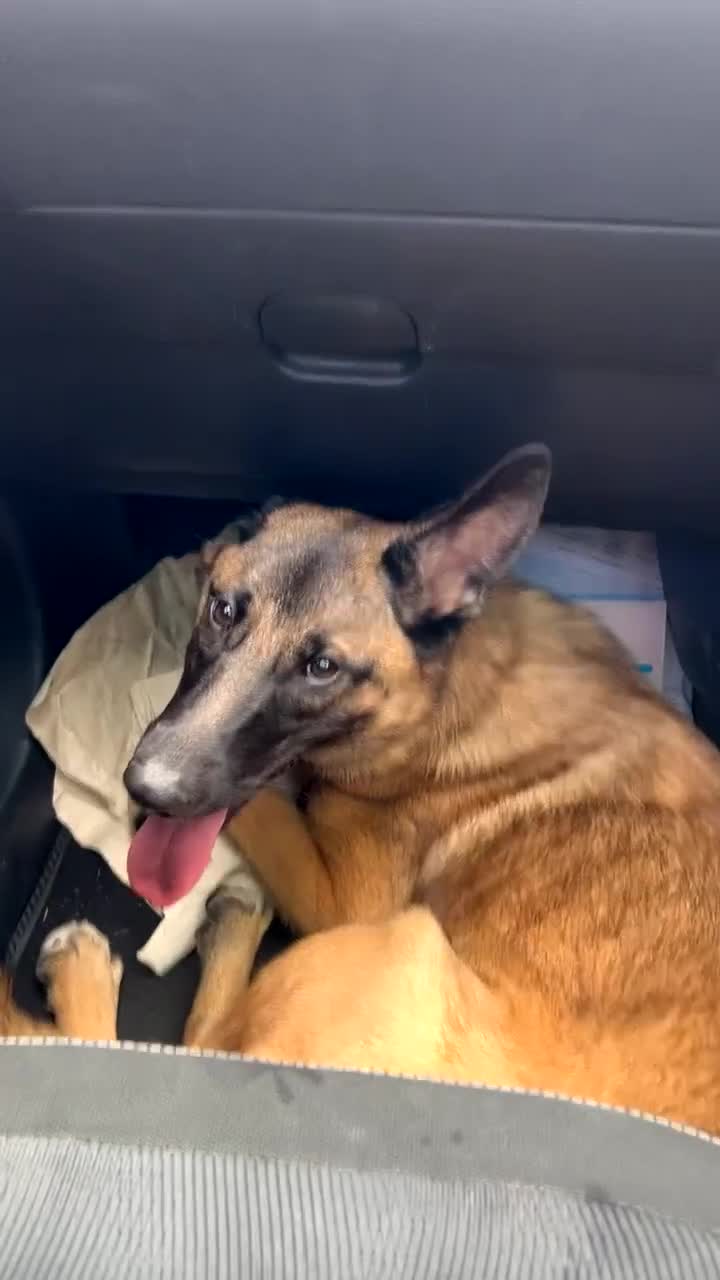 Belgian Shepherd Dog dogs for sale: 5 month old Belgian malinios  - Video 1