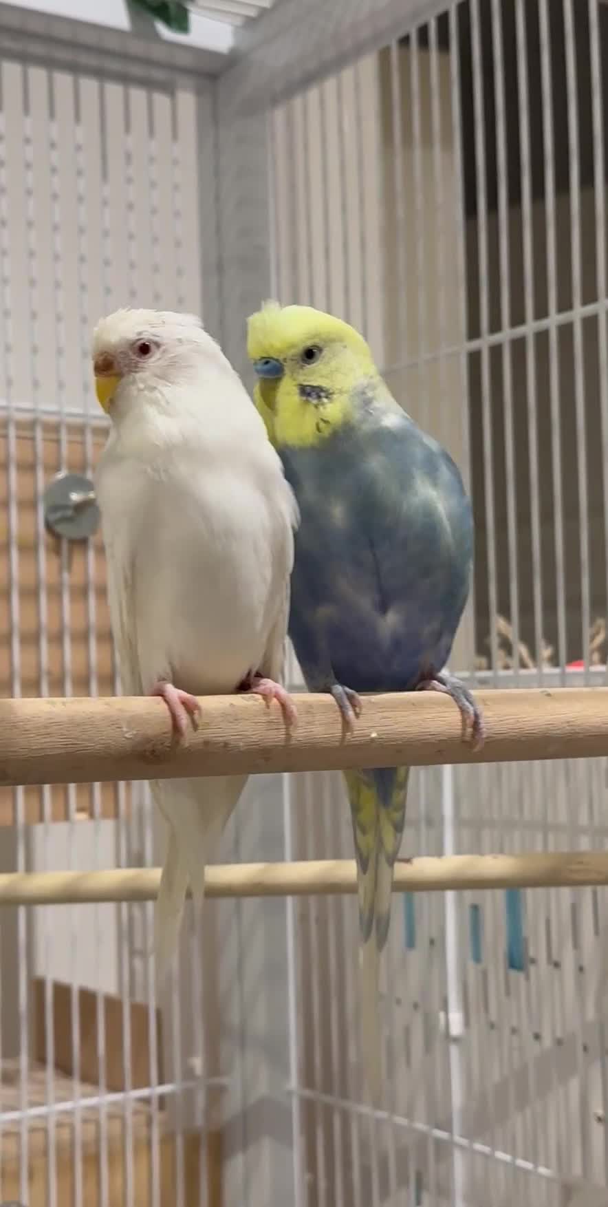Budgerigars birds for sale: Budgies for sale bonded pair  - Video 1