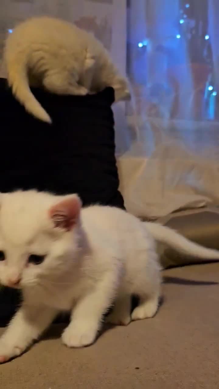 Mixed Breed cats for sale: 7 gorgeous cuties - Video 1