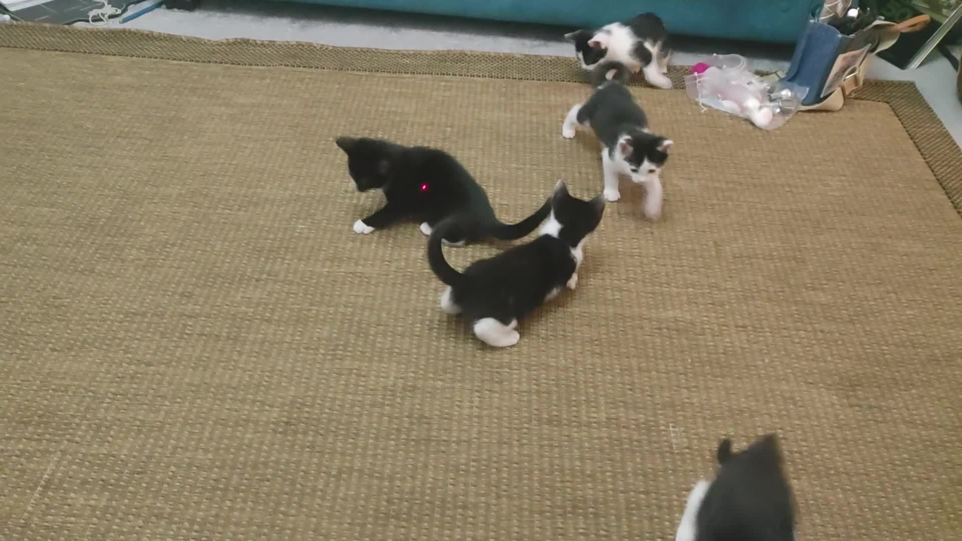 Mixed Breed cats for sale: Bombay X British Short Hair - Video 1