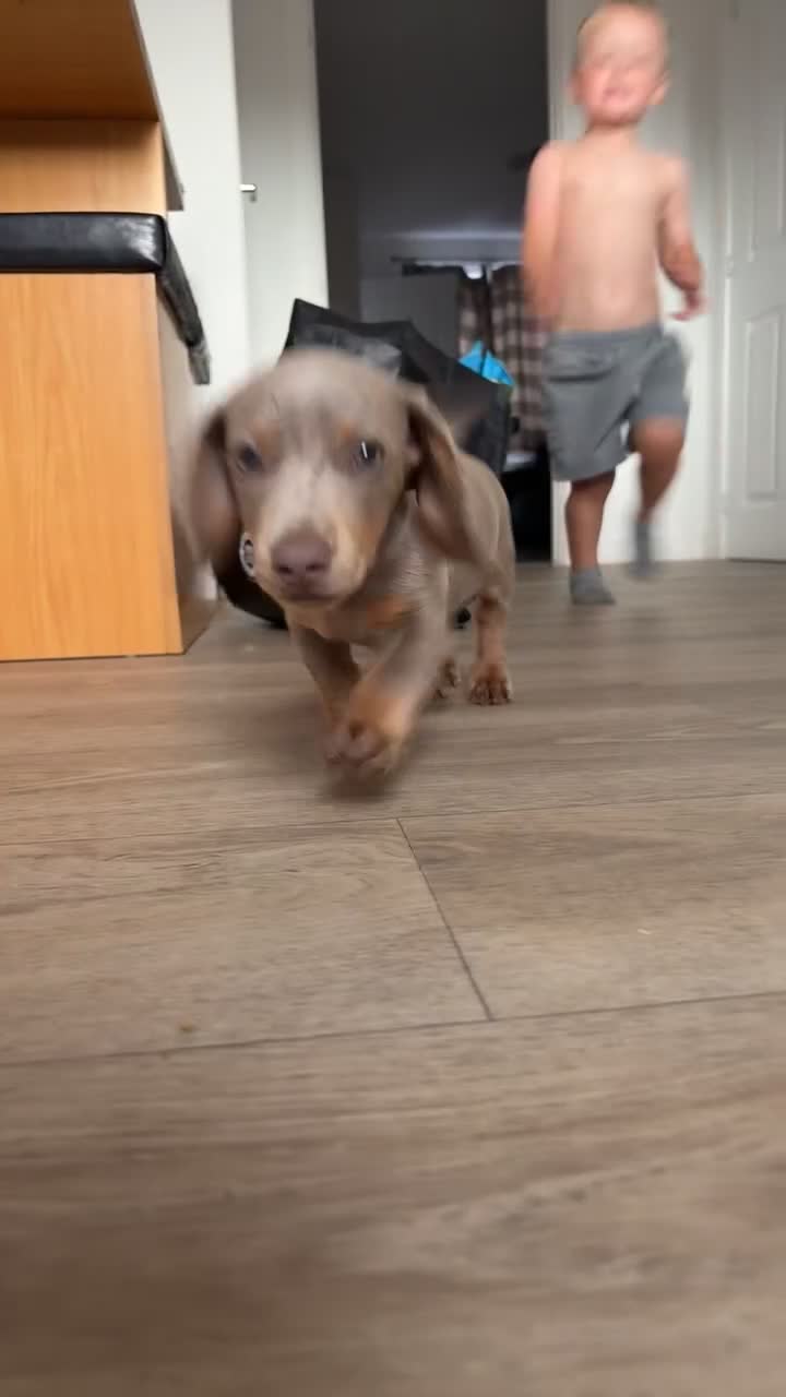 Miniature Dachshund dogs for sale: 13 week old miniature dachshund  - Video 1