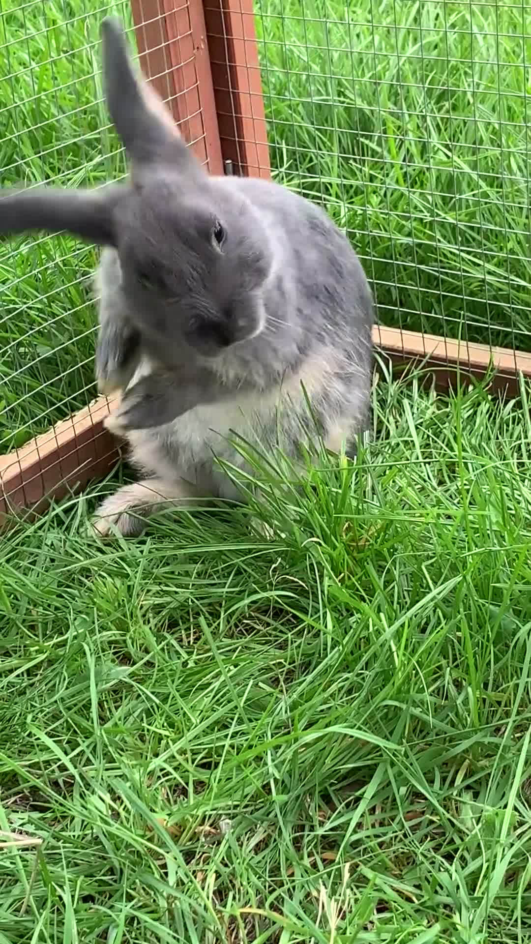 Mixed Breed rabbits for sale: LAST blue Mini Rex mix boy - Video 2