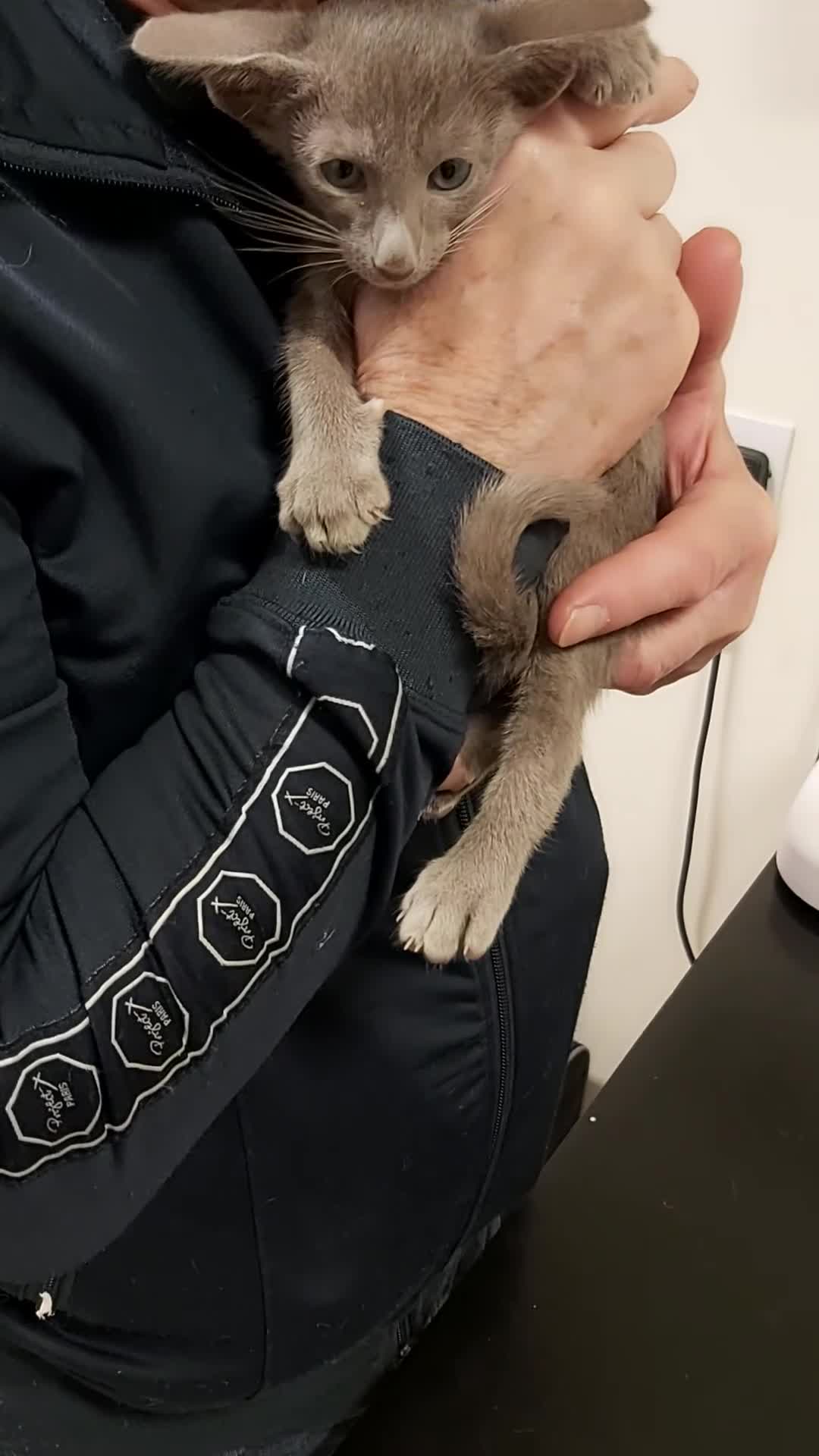 Oriental cats for sale: Full Pedigree Oriental 1 Kitten XL size ears GCCF - Video 2