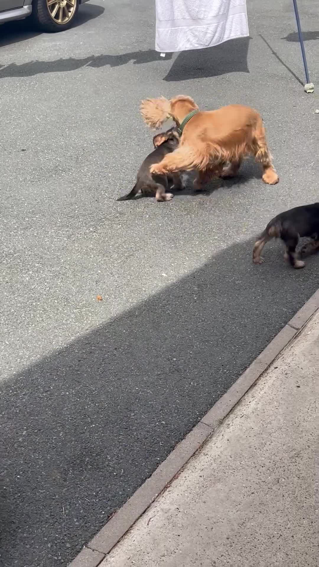 Cocker Spaniel dogs for sale:  Kc reg show cockers last 2 remaining - Video 1