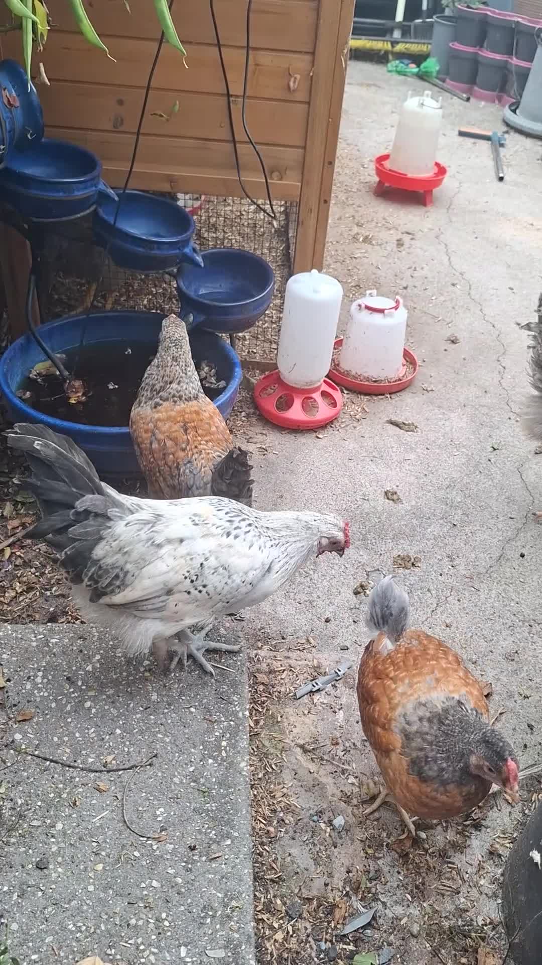 Chickens poultry for sale: Cream legbars and mixed Cockerels  - Video 2