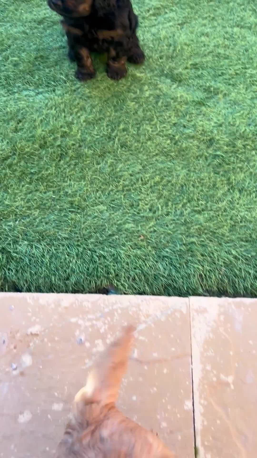 Cockapoo dogs for sale: cockapoo puppies - Video 1